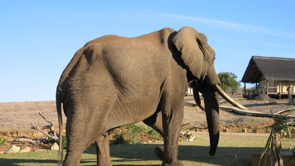 glamping eastern cape