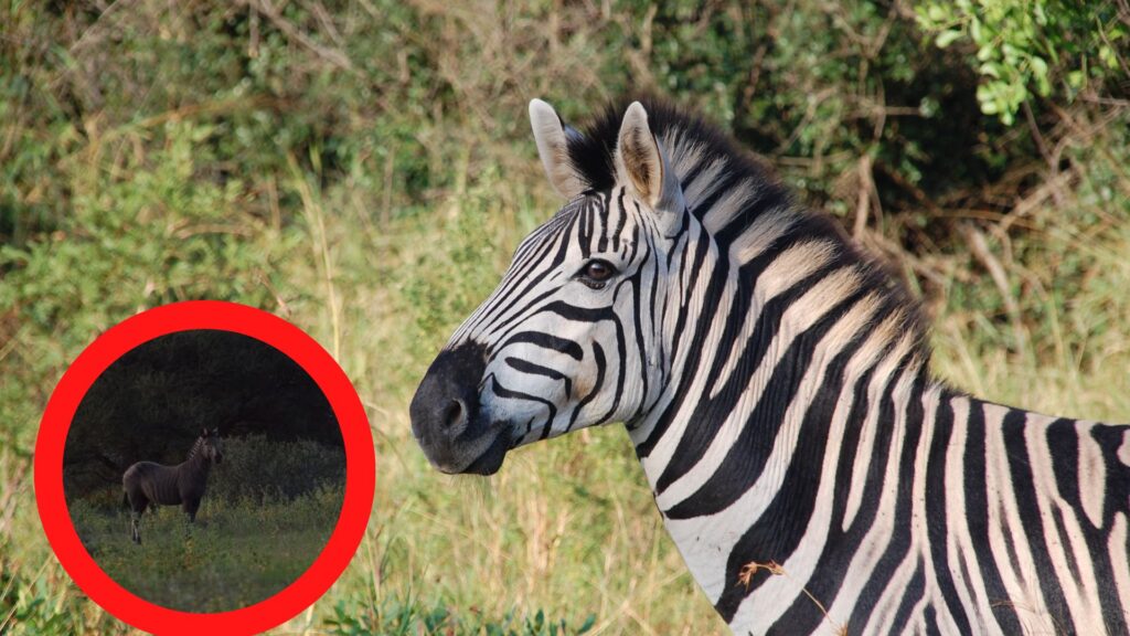 Are zebras black or white in colour? Watch viral video answer